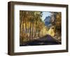 A Road Through the Autumn Colors of Aspen Trees in the June Lake Loop-Christopher Talbot Frank-Framed Photographic Print