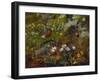 A Robin at the Foot of a Tree-Olaf August Hermansen-Framed Giclee Print