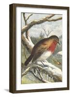 A Robin in Winter On a Snowy Branch-null-Framed Giclee Print