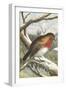A Robin in Winter On a Snowy Branch-null-Framed Giclee Print