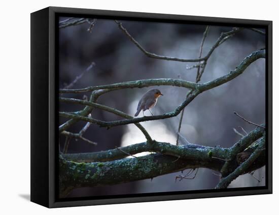 A Robin on a Tree Branch at Sunrise in Winter-Alex Saberi-Framed Stretched Canvas