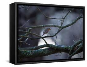 A Robin on a Tree Branch at Sunrise in Winter-Alex Saberi-Framed Stretched Canvas