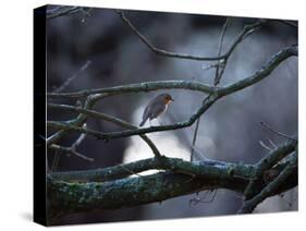 A Robin on a Tree Branch at Sunrise in Winter-Alex Saberi-Stretched Canvas