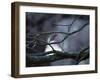 A Robin on a Tree Branch at Sunrise in Winter-Alex Saberi-Framed Photographic Print