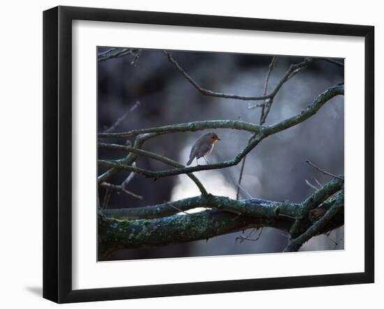 A Robin on a Tree Branch at Sunrise in Winter-Alex Saberi-Framed Photographic Print