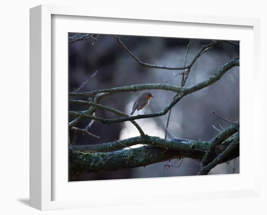 A Robin on a Tree Branch at Sunrise in Winter-Alex Saberi-Framed Photographic Print