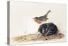 A Robin Perched on a Mossy Stone-John James Audubon-Stretched Canvas