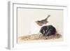 A Robin Perched on a Mossy Stone-John James Audubon-Framed Giclee Print