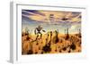 A Robot Tending to a Desert Garden Located on a Moon-Stocktrek Images-Framed Art Print