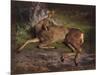 A Roe Deer in the Forest (Oil on Canvas)-Rosa Bonheur-Mounted Giclee Print