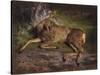 A Roe Deer in the Forest (Oil on Canvas)-Rosa Bonheur-Stretched Canvas