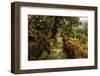 A Roman Road & cork trees near Monsanto, Portugal-Mark A Johnson-Framed Photographic Print