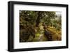 A Roman Road & cork trees near Monsanto, Portugal-Mark A Johnson-Framed Photographic Print