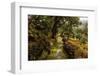 A Roman Road & cork trees near Monsanto, Portugal-Mark A Johnson-Framed Photographic Print