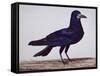 A Rook-Charles Collins-Framed Stretched Canvas