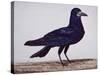 A Rook-Charles Collins-Stretched Canvas