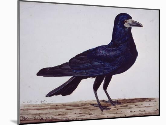 A Rook-Charles Collins-Mounted Giclee Print