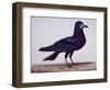 A Rook-Charles Collins-Framed Giclee Print