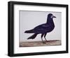 A Rook-Charles Collins-Framed Giclee Print