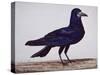 A Rook-Charles Collins-Stretched Canvas