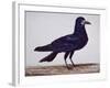 A Rook-Charles Collins-Framed Giclee Print