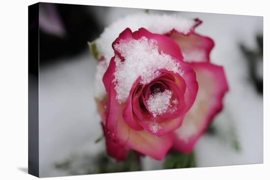 A Rose Blooming in the Snow-null-Stretched Canvas