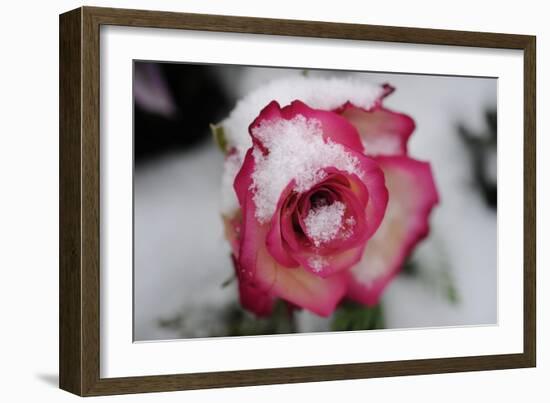 A Rose Blooming in the Snow-null-Framed Photo