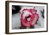 A Rose Blooming in the Snow-null-Framed Photo