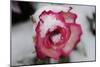 A Rose Blooming in the Snow-null-Mounted Photo