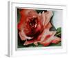 A Rose Is-Jenik Cook-Framed Collectable Print