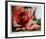 A Rose Is-Jenik Cook-Framed Collectable Print