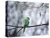 A Rose-Ringed Parakeet, Psittacula Krameri, on a Branch in Winter-Alex Saberi-Stretched Canvas