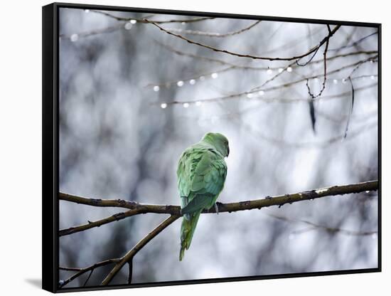 A Rose-Ringed Parakeet, Psittacula Krameri, on a Branch in Winter-Alex Saberi-Framed Stretched Canvas