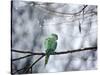 A Rose-Ringed Parakeet, Psittacula Krameri, on a Branch in Winter-Alex Saberi-Stretched Canvas