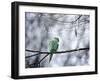 A Rose-Ringed Parakeet, Psittacula Krameri, on a Branch in Winter-Alex Saberi-Framed Photographic Print