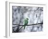 A Rose-Ringed Parakeet, Psittacula Krameri, on a Branch in Winter-Alex Saberi-Framed Photographic Print