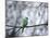A Rose-Ringed Parakeet, Psittacula Krameri, on a Branch in Winter-Alex Saberi-Mounted Photographic Print