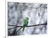 A Rose-Ringed Parakeet, Psittacula Krameri, on a Branch in Winter-Alex Saberi-Framed Photographic Print