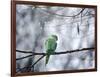 A Rose-Ringed Parakeet, Psittacula Krameri, on a Branch in Winter-Alex Saberi-Framed Photographic Print