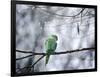 A Rose-Ringed Parakeet, Psittacula Krameri, on a Branch in Winter-Alex Saberi-Framed Photographic Print