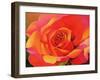 A Rose - Transformation into the Sun, 2001-Myung-Bo Sim-Framed Giclee Print