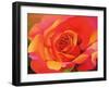 A Rose - Transformation into the Sun, 2001-Myung-Bo Sim-Framed Giclee Print