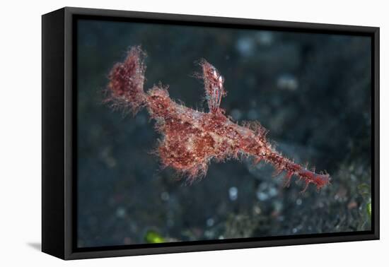 A Roughsnout Ghost Pipefish Above the Seafloor in Indonesia-Stocktrek Images-Framed Stretched Canvas