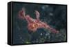 A Roughsnout Ghost Pipefish Above the Seafloor in Indonesia-Stocktrek Images-Framed Stretched Canvas