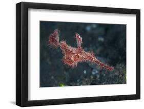 A Roughsnout Ghost Pipefish Above the Seafloor in Indonesia-Stocktrek Images-Framed Photographic Print