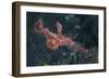 A Roughsnout Ghost Pipefish Above the Seafloor in Indonesia-Stocktrek Images-Framed Photographic Print