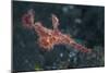 A Roughsnout Ghost Pipefish Above the Seafloor in Indonesia-Stocktrek Images-Mounted Photographic Print