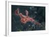 A Roughsnout Ghost Pipefish Above the Seafloor in Indonesia-Stocktrek Images-Framed Photographic Print