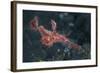 A Roughsnout Ghost Pipefish Above the Seafloor in Indonesia-Stocktrek Images-Framed Photographic Print