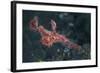 A Roughsnout Ghost Pipefish Above the Seafloor in Indonesia-Stocktrek Images-Framed Photographic Print